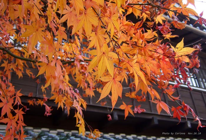 Photography: Ju-Fang, Cheng